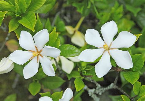 梔子葉|クチナシとは｜育て方がわかる植物図鑑｜みんなの趣味の園芸（